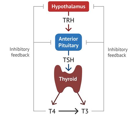 tsh levels and hypothalamus